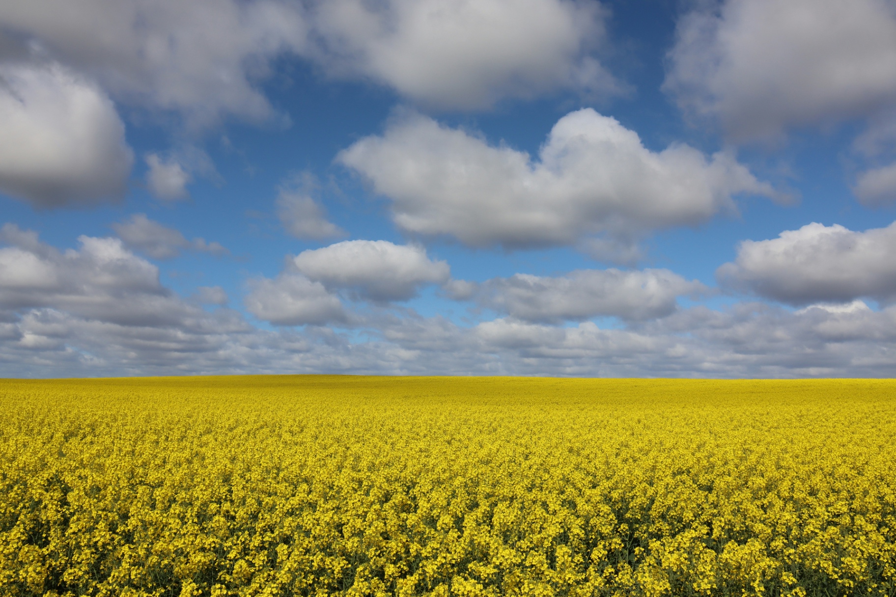 Canola field under a bright sky — biofuel feedstock